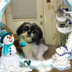 Meet your Posher, Diana